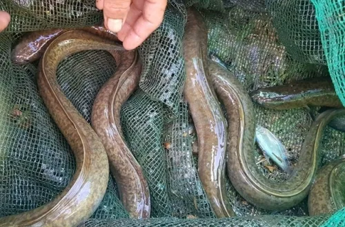 Loại cá được ví như 