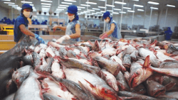 Ngành cá tra Việt Nam tiếp tục ghi nhận tín hiệu tích cực Xuất nhập khẩu