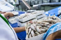 Điểm tựa tăng trưởng mới cho tôm Việt giữa bối cảnh biến động thuế quan