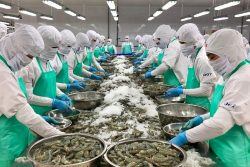 Doanh nghiệp thủy sản kêu khó với tiêu chuẩn ASC mới