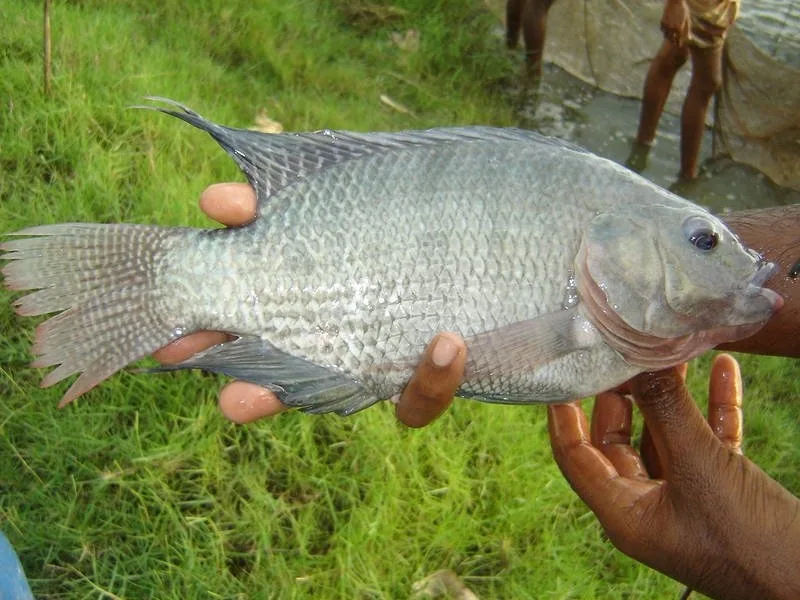 Ngành cá rô phi Việt Nam tăng tốc: Từ cơ hội ngắn hạn đến chiến lược dài hạn