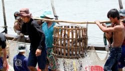 Chủ động các giải pháp phát triển ngành hàng cá tra