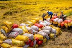 Việt Nam vươn lên vị trí thứ hai thế giới về xuất khẩu gạo