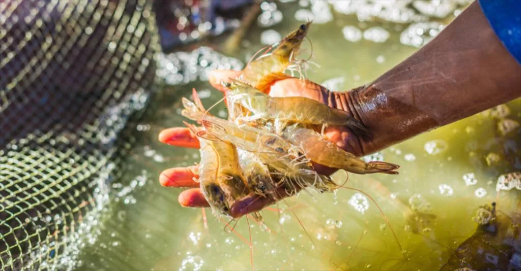 Nuôi tôm: ngành công nghiệp thực phẩm tiềm năng, hướng tới phát triển bền vững