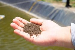 Thức ăn công nghệ cao - hướng đi mới cho an toàn sinh học trong sản xuất giống tôm