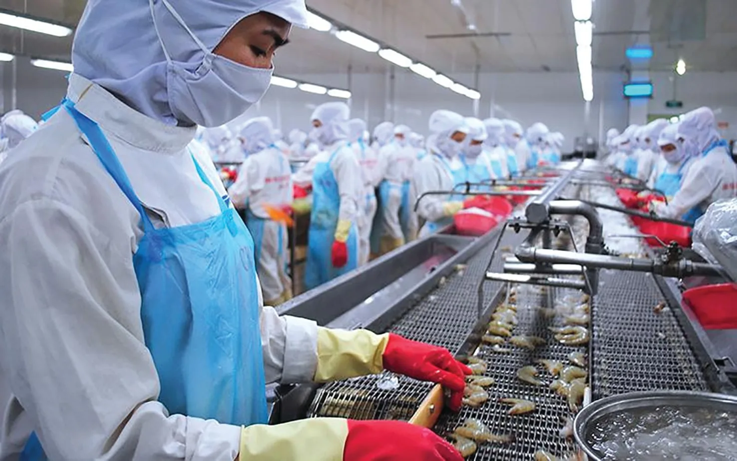 Luật thuế giá trị gia tăng khiến nhiều doanh nghiệp đứng ngồi không yên, nông dân lao đao vì bị ép giá