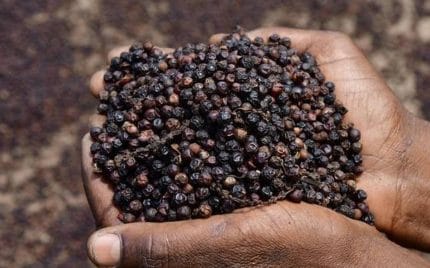 Hồ tiêu Việt Nam 'một mình một chợ' dù cả thế giới liêu xiêu