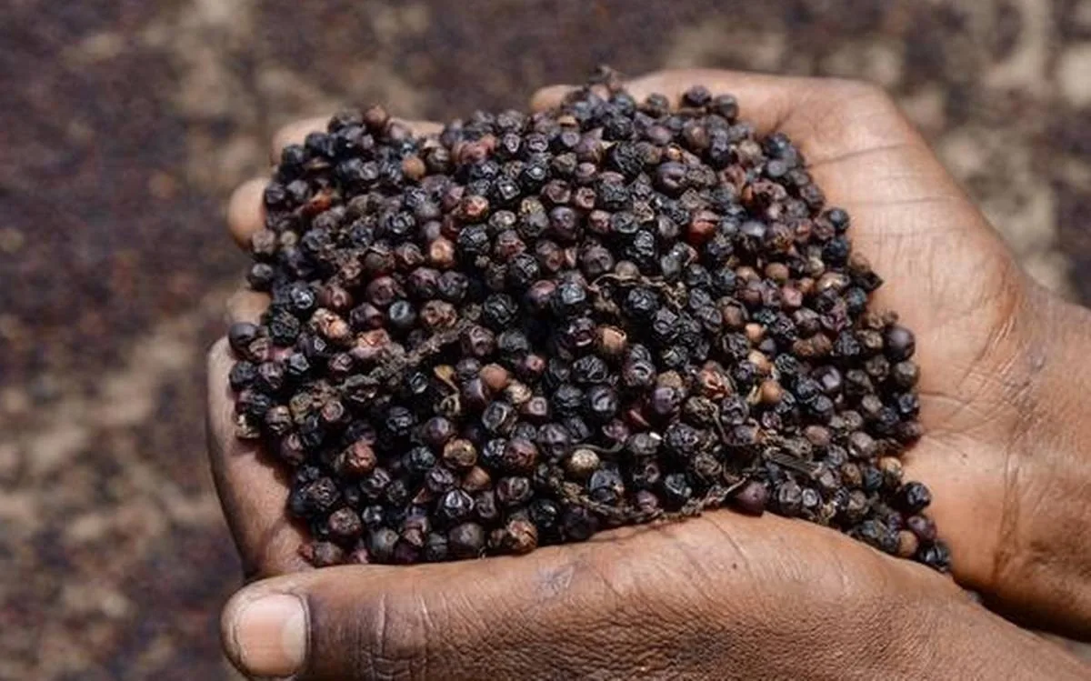 Hồ tiêu Việt Nam 'một mình một chợ' dù cả thế giới liêu xiêu