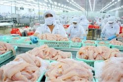 Việt Nam dẫn đầu thế giới về sản lượng cá tra đạt chứng nhận ASC