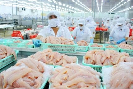 Việt Nam dẫn đầu thế giới về sản lượng cá tra đạt chuẩn ASC