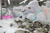 Tôm Ấn Độ giữa bão thuế quan Mỹ, tôm Việt nên thích ứng ra sao?