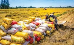 Xuất khẩu gạo đối mặt với thách thức mới