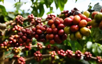 Nông dân có thể đổi đời từ loại hạt 