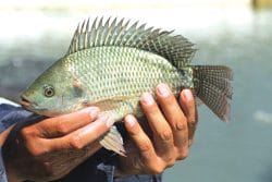 Cá rô phi – nguồn lợi thủy sản giàu tiềm năng ở Vĩnh Long
