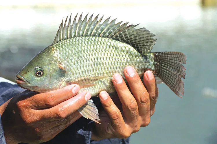 Cá rô phi – nguồn lợi thủy sản giàu tiềm năng ở Vĩnh Long