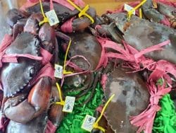 Cua Cà Mau mở rộng đường xuất khẩu chính ngạch