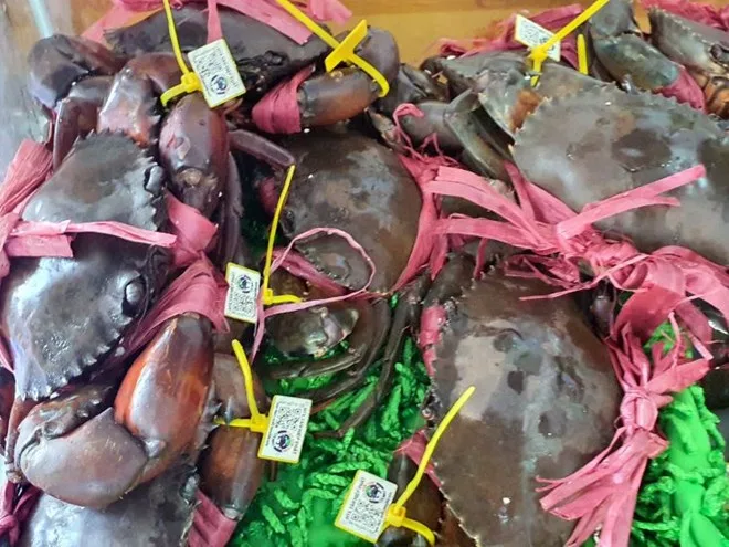 Cua Cà Mau mở rộng đường xuất khẩu chính ngạch