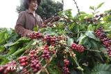 Càphê Việt Nam lập kỷ lục xuất khẩu, tăng cả về lượng và giá trị