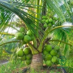 Việt Nam nằm trong top 5 thế giới về xuất khẩu dừa