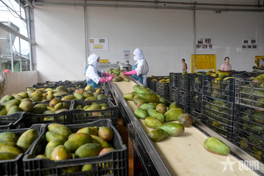 Xuất khẩu trái cây và rau quả vì sao lại “tụt dốc”?