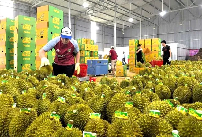 Kim ngạch xuất khẩu rau quả đạt hơn 7,8 tỷ USD trong 11 tháng năm 2025