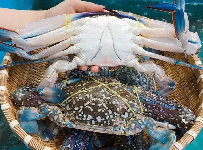 Thị trường cua – ghẹ Mỹ: Căng thẳng nguồn cung, giá cao và áp lực môi trường