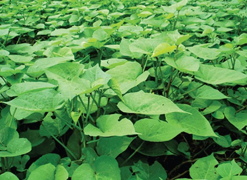 Xuất khẩu lá khoai lang thu về 873.000 USD