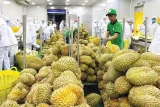 Trung Quốc chiếm hơn 93% trong tổng giá trị xuất khẩu sầu riêng của Việt Nam