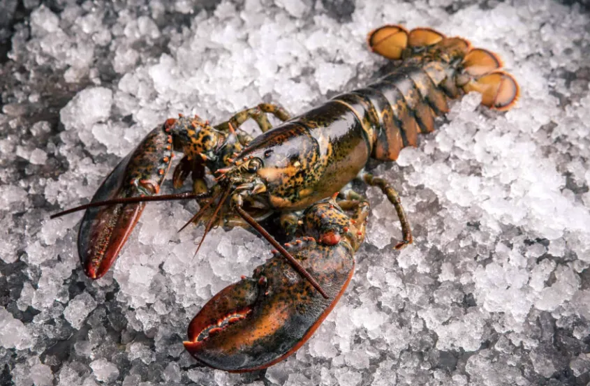 Ngành đánh bắt tôm hùm Maine lo ngại về các biện pháp bảo tồn cá voi đầu bò