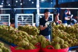 Xuất khẩu sầu riêng khơi thông sau khi Bộ Nông nghiệp chỉ đạo xử lý ách tắc kiểm nghiệm