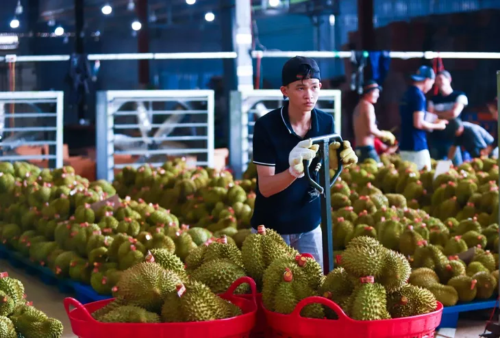 Xuất khẩu sầu riêng khơi thông sau khi Bộ Nông nghiệp chỉ đạo xử lý ách tắc kiểm nghiệm