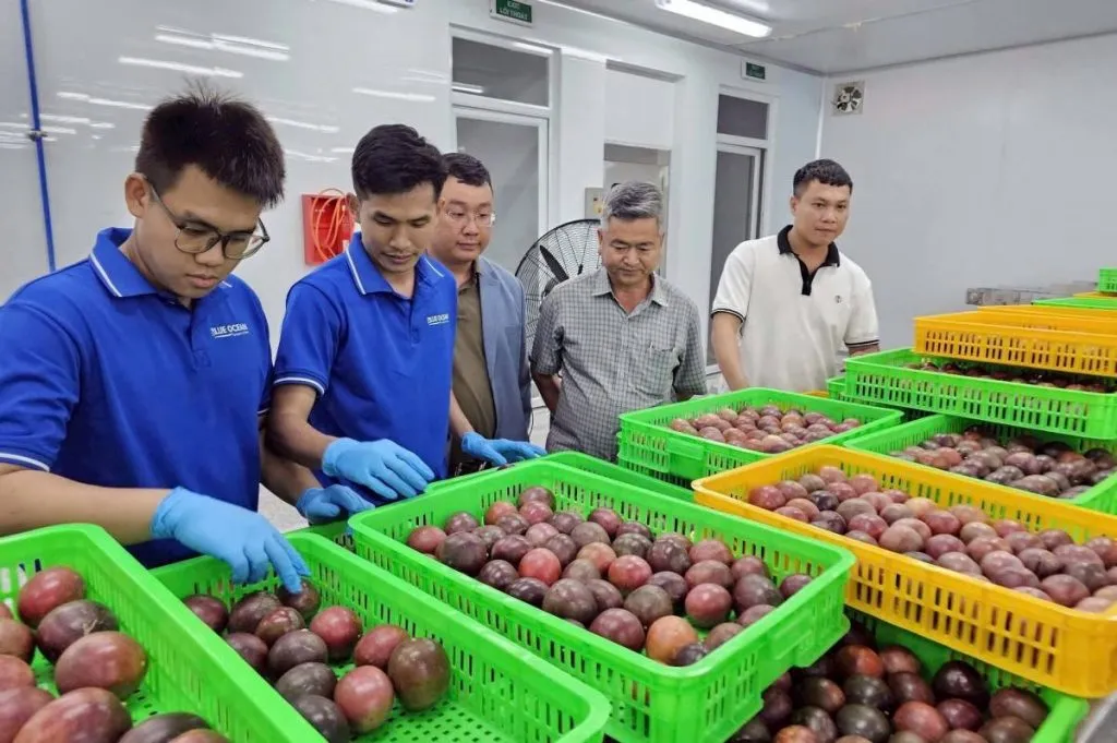 Việt Nam củng cố vị thế trong Top 10 quốc gia xuất khẩu chanh leo hàng đầu thế giới