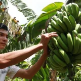Chuối Việt trước mục tiêu xuất khẩu tỉ đô và 'cơn ác mộng' bệnh héo vàng Panama