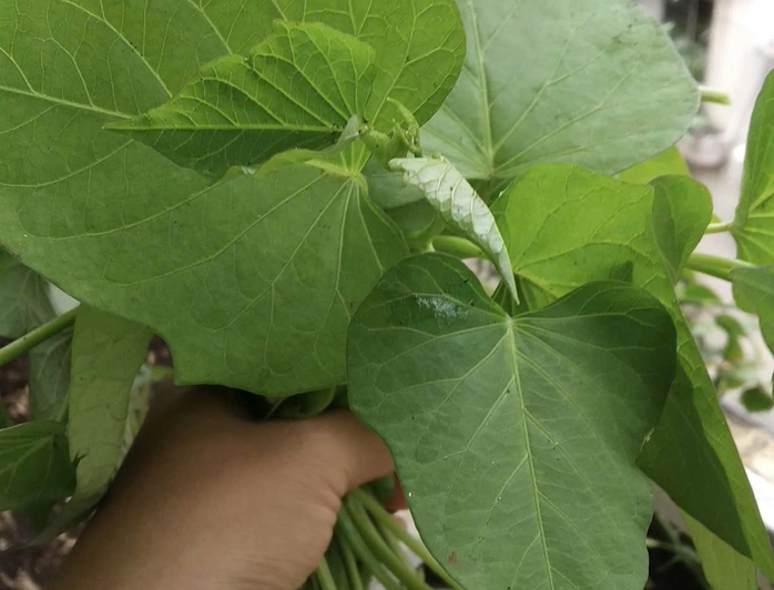 Xuất khẩu lá lạ, bất ngờ thu về 10 triệu USD