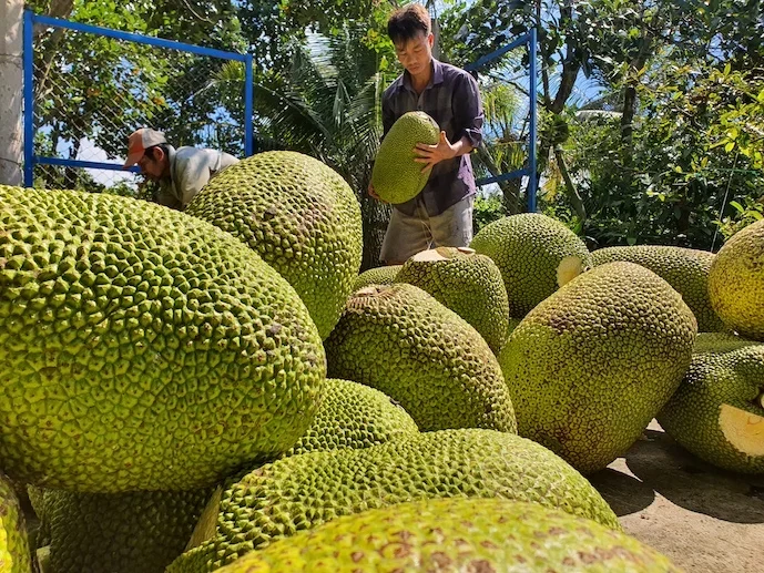 Xuất khẩu chính ngạch mít Việt Nam sang Trung Quốc, vườn trồng phải đảm bảo các yêu cầu nào?