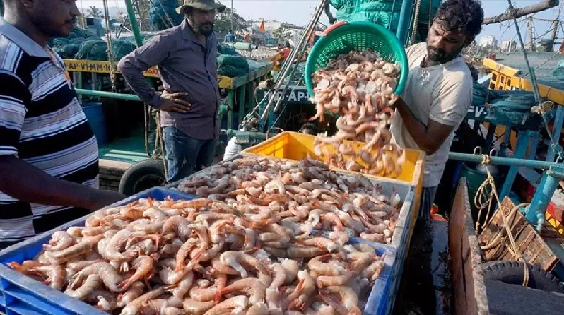 Xuất khẩu tôm Ấn Độ tăng tốc bất chấp chiến tranh thương mại với Mỹ