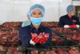 Xuất khẩu rau quả tăng trưởng mạnh, hướng tới mốc 10 tỷ USD