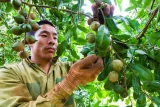 Vì sao trồng hơn 46.000 ha mắc ca, Việt Nam vẫn phải nhập?