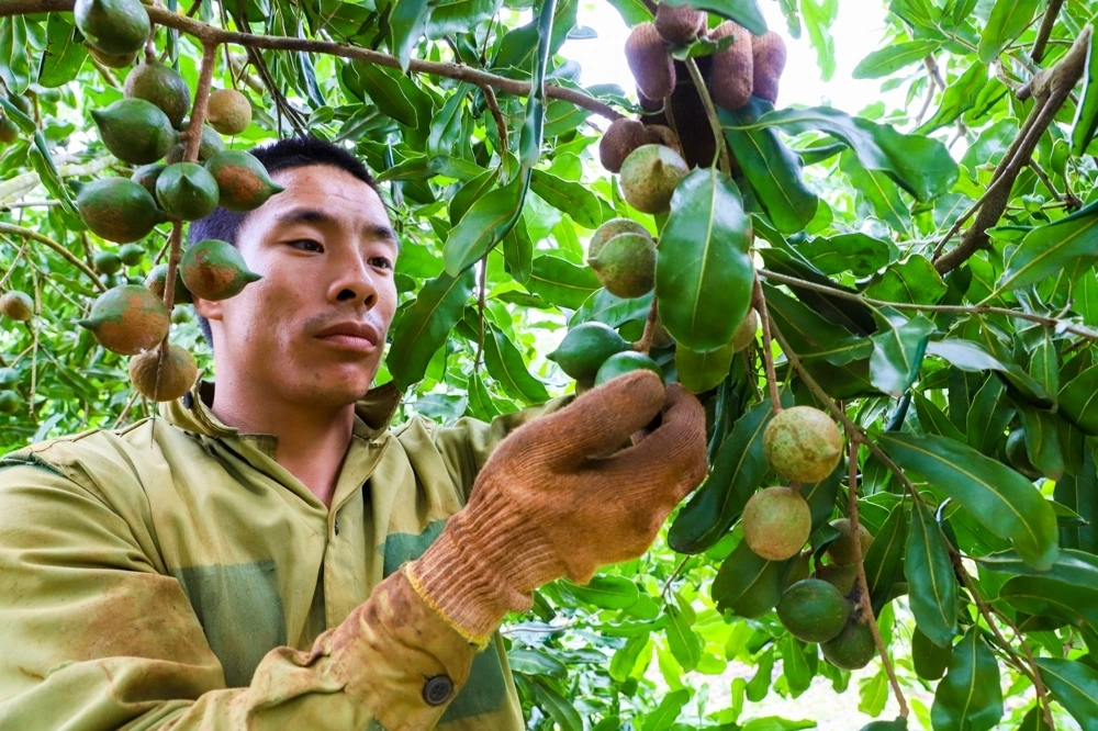 Vì sao trồng hơn 46.000 ha mắc ca, Việt Nam vẫn phải nhập?