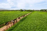Đẩy mạnh truy xuất nguồn gốc để hàng Việt đạt chuẩn yêu cầu xuất khẩu
