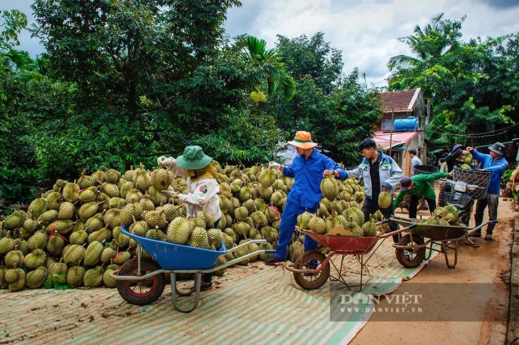 Xuất khẩu rau quả 3 tháng liên tiếp vượt 1 tỷ USD, sầu riêng bứt phá những tháng cuối năm