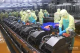 Doanh nghiệp thuỷ sản Cà Mau đẩy mạnh công nghệ, nâng giá trị con tôm
