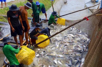 Xuất khẩu cá tra sang Brazil phục hồi mạnh trong tháng 8