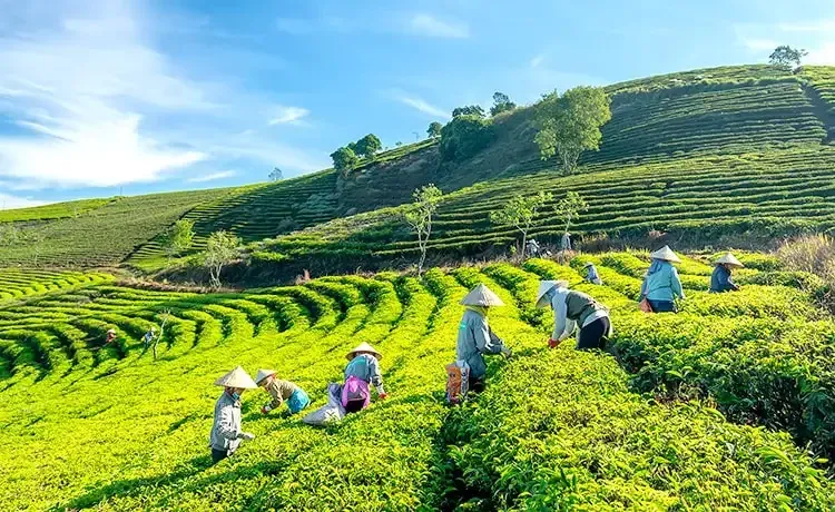 Xuất khẩu thanh long, chè, thủy sản trước loạt tiêu chuẩn mới