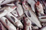 Nga chiếm hơn 90% nguồn cung cá minh thái vào Trung Quốc