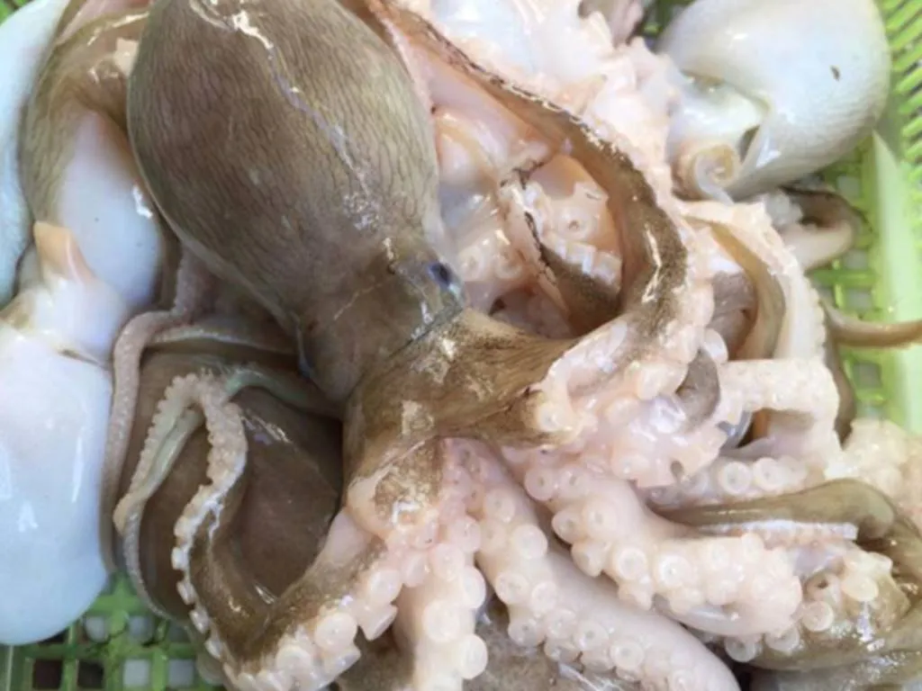 Mực, bạch tuộc tăng tốc: Cơ hội mở ra, áp lực cũng lớn dần
